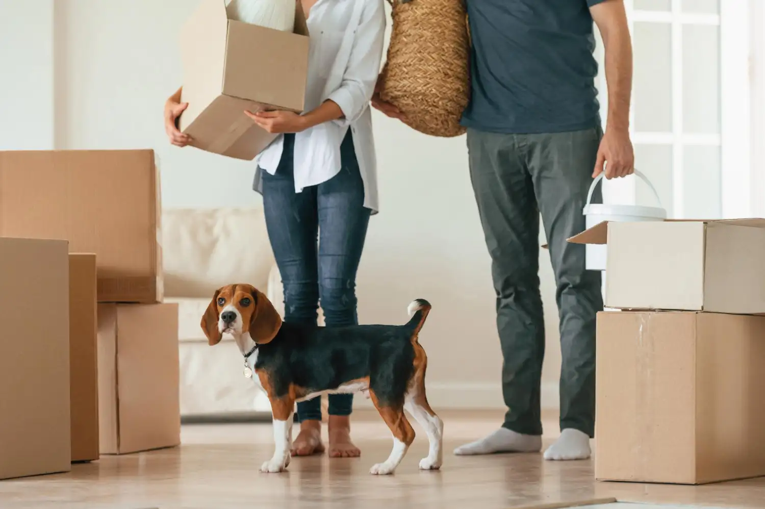 Beagle steht vor einem Paar, das beim Umzug mit Hund Umzugskartons und einen Korb durch die neue Wohnung trägt